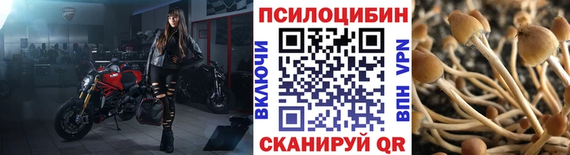 Псилоцибиновые грибы Cubensis  Лабинск 