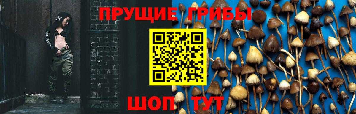 Галлюциногенные грибы Psilocybe Лабинск